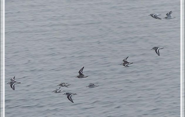 Vol d'oiseaux indéterminés - Mer des Tchouktches - Alaska