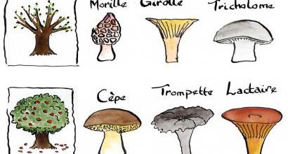 champistion en quégnon