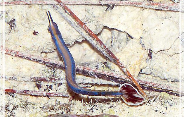 Aiguille de mer à bande bleue, Bluestripe pipefish (Doryrhamphus excisus excisus) - Motu Aito - Fakarava sud - Polynésie française