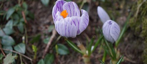 Surprenant crocus !