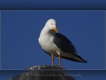 Goéland leucophée - Larus michahellis