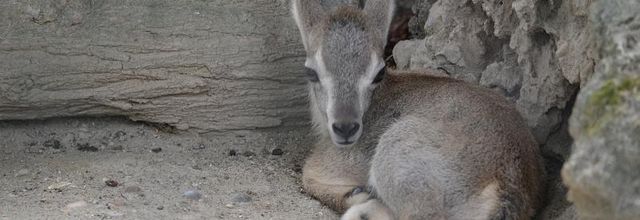 Ménagerie du Jardin des Plantes :  petit Markhor