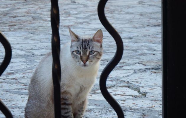 Un Minou cet été !