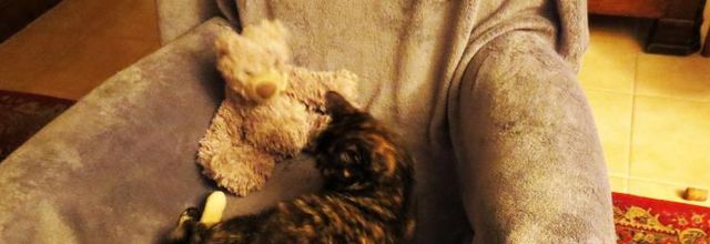 Dimanche c'est chat