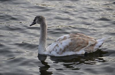 Parc du Château de Rambouillet : Jeune cygne tuberculé 