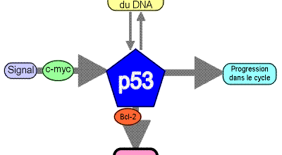 Rôle primordial de la protéine p53 dans la régulation du cycle cellulaire. 