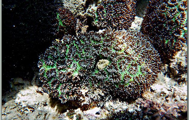 Patate de corail vert en pleine floraison - Anse de Port Launay - Mahé - Seychelles