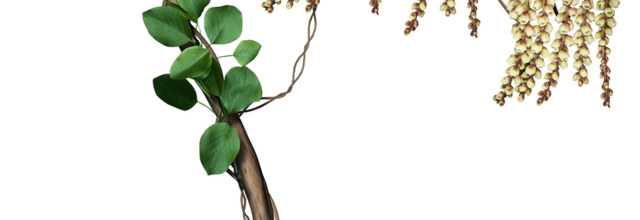 ѼVegetation