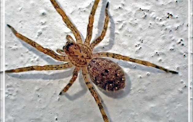 Araignée Zoropse à pattes épineuses, Araignée Nosferatu (à cause du dessin du masque sur son céphalothorax) (Zoropsis spinimana) - La Couarde-sur-Mer - Ile de Ré - 17