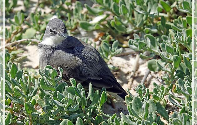 Bergeronnette du Cap, Cape Wagtail (Motacilla capensis) - Simon's Town - Afrique du Sud