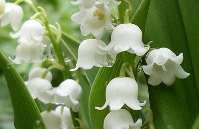 Le muguet (Maurice Carême)