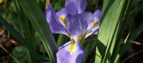 Les fleurettes de novembre