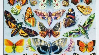 Papillons (Pierre Menanteau)