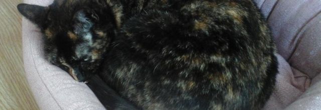 Dimanche c'est chat