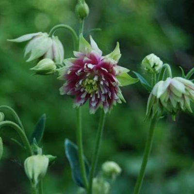 Aquilegia 'Nora Barlow'