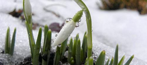 Perce-neige dans le journal