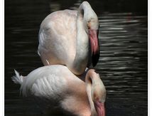 Accouplement de Flamants rose