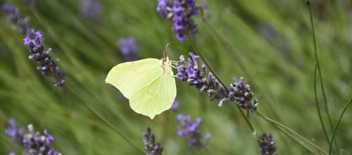 papillon citron