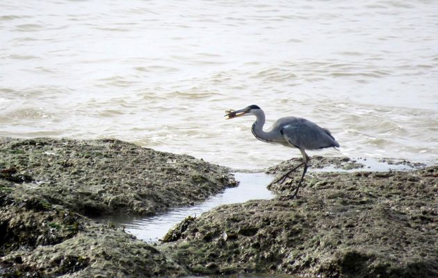 le héron en bord de mer (17)