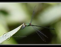 Agrion Leste viridis mâle...