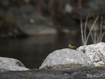 Bergeronnette des ruisseaux dans son environnement