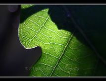 Ombre et transparence...