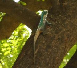 Birmanie 2015,jour 12, Bagan journée libre