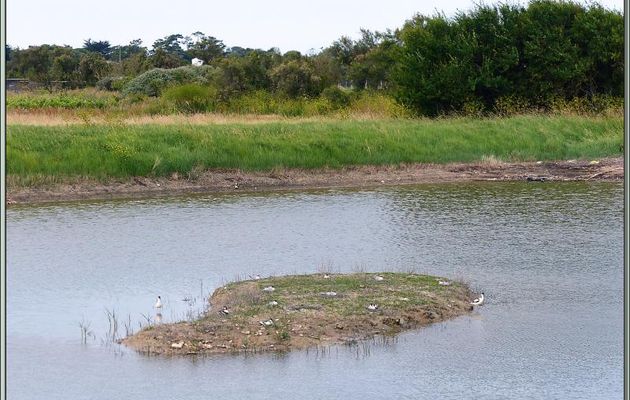 L'îlot aux oiseaux - La Couarde-sur-Mer - Île de Ré - 17