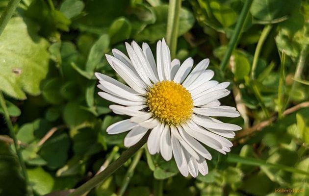 Vive le printemps !!!
