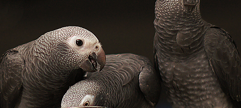 Le Gris du Gabon est un ami sincère ... 