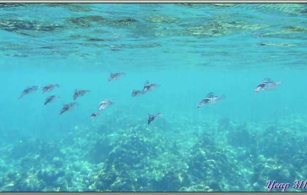 Calmars ou Calamars de récif (Sepioteuthis lessoniana) - Anse Takamaka - Mahé - Seychelles