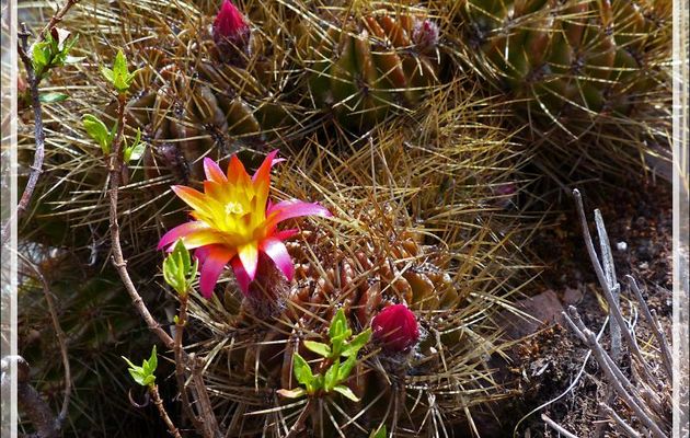 Qui s'y frotte s'y pique : fleur de cactus au ras de terre - Île Taquile - Lac Titicaca - Pérou 