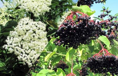 le sureau contre les coups de froid