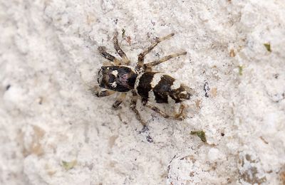 Les araignées (2)  Des araignées sur les murs