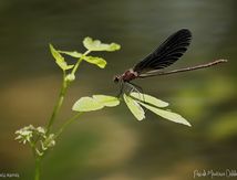 Caloptéryx hémorroïdal ♂ - Calopteryx haemorrhoidalis