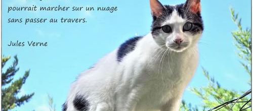 Des esprits-chats