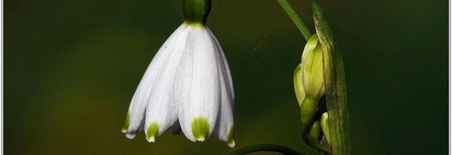 Nivéole de Printemps (2) - Leucojum vernum