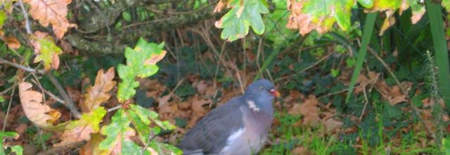 pigeon vole 
