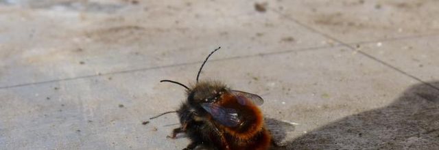 En direct de mon jardin!