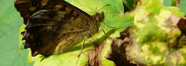 Dernier papillon - Last butterfly