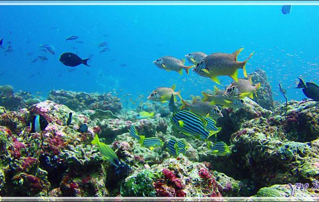 Banc de Diagrammes orientaux et de Marignans sabres (Poissons-ecureuils) - Thudufushi Thila - Atoll d'Ari - Maldives