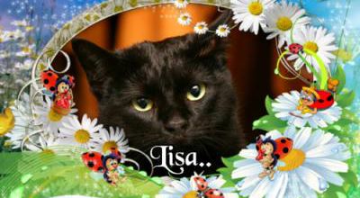 Les 13 ans de Lisa au Royaume Céleste des Chats
