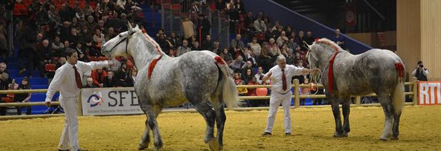 51ème édition du Salon de l'Agriculture : Les Percherons à l'honneur !