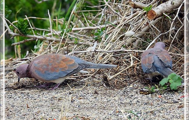 Tourterelle maillée, Laughing Dove (Spilopelia senegalensis) - Camps Bay - Cape Town - Afrique du Sud
