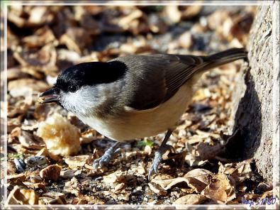 Mésange nonnette, Marsh tit (Poecile palustris) - Lartigau - Milhas - 31