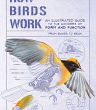 Download PDF How Birds Work: An Illustrated Guide to the Wonders of Form and Function-from Bones to Beak