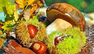 Les champignons