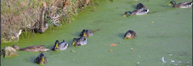 Rambouillet : Jeunes canards Colvert