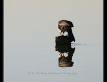 Grand Cormoran...