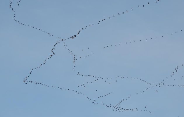 le passage des grues en Gironde